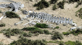 Whale Skelton in Sand