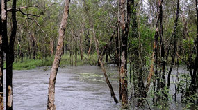 Wetlands along Kakadu Hwy