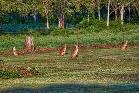 Wallabies in Litchfield Campground