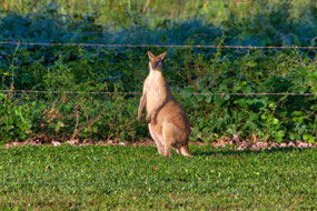 Kangaroo along Roadside near Batchelor