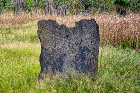 Magnetic Termite Mound--Litchfield Ntl Pk