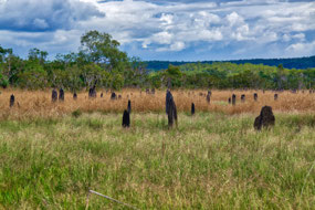 Magnetic Termite Mounds--Litchfield Ntl Pk