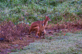 Wallabies in Litchfield Campground