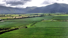 Farmland Views from Plane--Cairns