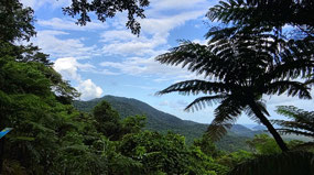 Mt Alexandra Lookout View