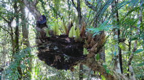 Basket Fern--Marrja Walk