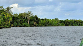 Daintree River