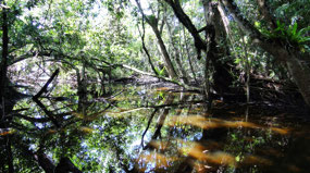 Kulki Walk