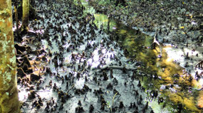 Mangrove Snorkels--Marrja Walk