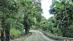 Road in Daintree National Park