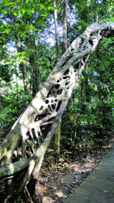 Strangler Fig-Marrja Walk