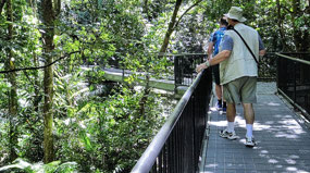 Boardwalk--Mossman Gorge