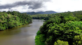 Barron River from Skyrail