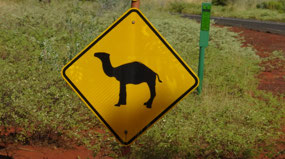 Love the Caution Signs