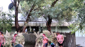 Bush Dancing--Tjungu Festival