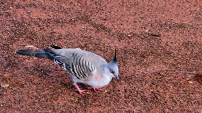 Spinifex Pigeon at Sails in the Desert Hotel