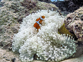 Anemone & Clown Fish