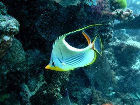 Bufferfly Fish