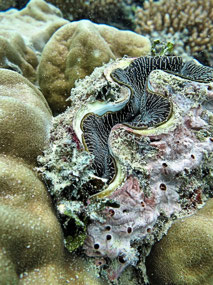 Clam in Coral