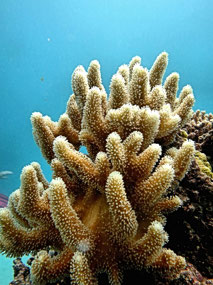 Coral