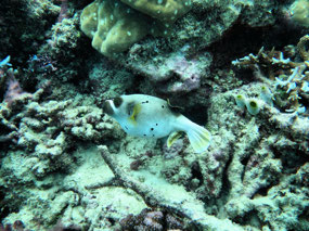 Cow Fish