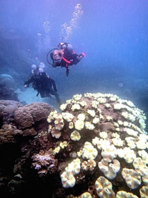 Randy-Lois  White Coral