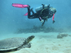 Turtle with Lois