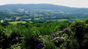 View of vineyards & surrounding hills