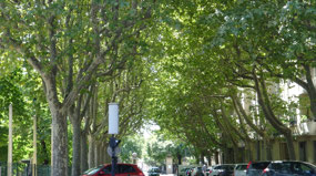 Cours Mirabeau, street lined with plane trees