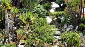 Exotic Cactus Gardens