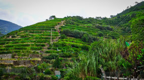 Terraced Vineyards and Olive Groves