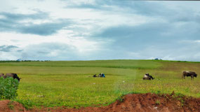 Farmers Working in the Field