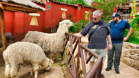 Feeding the Llamas