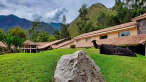 Llamas near Lobby
