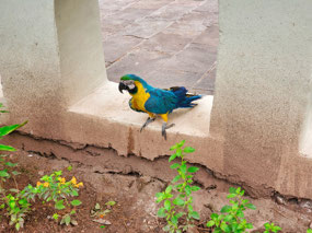 Parrot