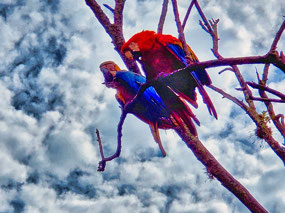 Parrots high in the Tree