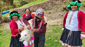 Adorning the Lead Llama - Pierced Both Ears