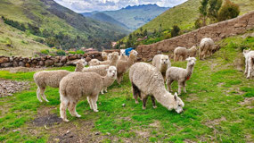 Llama Herd