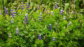 Lupine Flowers along drive up Mountain