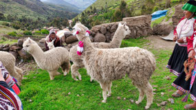 The Llamas will follow the Leader