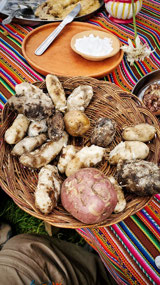 Variety of Potatoes