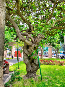 gnarly tree in park