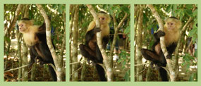 Manuel Antonio - the monkeys