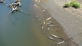 Tarcoles River  - watching the crocodiles
