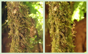 Monteverde rainforest - we would have walked by