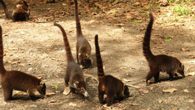 Coatis - they are so cute