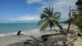 Cahuita NP - the perfect palm tree