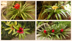 La Pas Waterfall garden - bromeliads