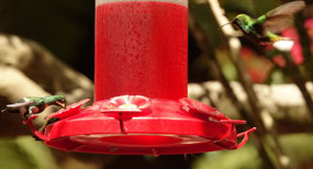 La Pas Waterfall garden - Hummingbirds