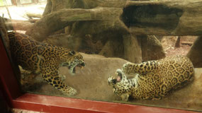 La Pas Waterfall garden - jaguar playing